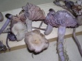 LACCARIA AMETHYSTEA 
